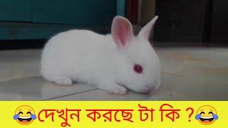 Baby Rabbit attacking me | Amazing Baby Bunny funny activity | Grow Life | cute baby rabbit