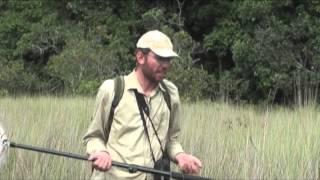 Congo Dragonfly Hunt: freshwater biodiversity exploration