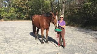 Choosing the right pad when starting the SURE FOOT®Equine Stability Program