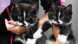 Momma Cat And Her Adorable Kitten Get A Spa Day ️