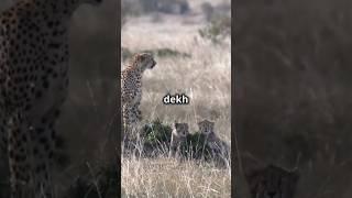 चिता मां ओर उसके बच्चों का शिकार। #animalsvideo#जनवर#animals #trendingshorts #wildanimals