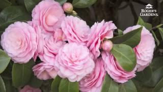 Gardening 101 Series | How to Plant & Maintain a Camellia