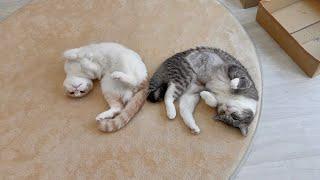 お互いにくっついてないと落ち着かなくてお昼寝できない猫たちがあまりにも可愛すぎましたw