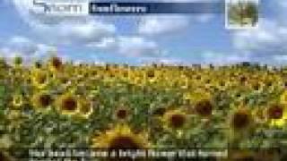 SNORRI - Sunflowers (CD Butterflies)