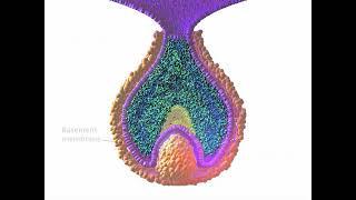 Early Tooth Development