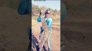 Biggest Snake head Fishing || Tiger Murrel Fish Catch#shorts