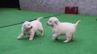 Türkiye'nin en sevimli Golden Retriever yavruları