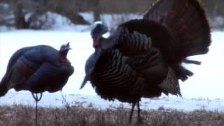 Big Tom attacks decoy before the kill shot during Wisconsin's youth hunt.