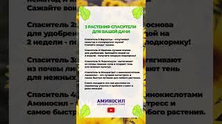 3 растения, которые СПАСУТ вашу дачу! #растение #дача #сад