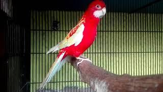 RUBINO ROSELLA MALE SINGING (CALL) HD