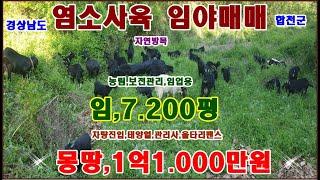 물번,436번) 염소방목 임야매매,7.200평  가축사육등록.산지관리사,태양열이용,남동향,경사도 매우 낮음,15~조금 지적도상의 도로구거 저촉하나 현황도로 이용중 매매가,1억1천만