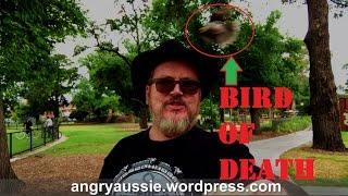 Angry Bird Swoops Angry Aussie - Australian Life