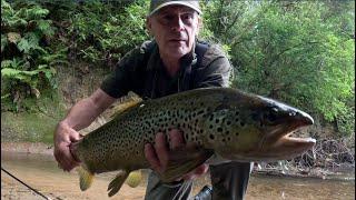 fly fishing a monster 27" 6.5lb wild brown trout in an amazing tiny spring creek, catch and release