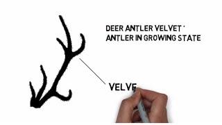 What is Deer Antler Velvet?