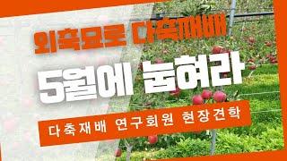 사과 외축묘로 다축형재배시 5월에 눕혀라. 다축재배연구회원 현장견학.