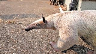 Aurora The Pet Anteater Goes For a Walk