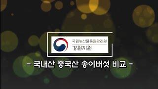 국내산, 중국산 송이버섯 식별 영상