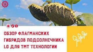 Обзор флагманских гибридов подсолнечника LG для TMT технологии