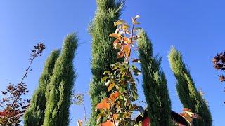 BEST HEDGE PLANTS FOR PRİVACY | TALLEST HEDGE PLANT | THE LONGEST LIVING HEDGE PLANT