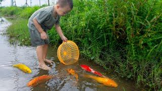 Em ổi đuổi bắt cá chép vàng, cá vàng, cá chép vàng, cá koi...