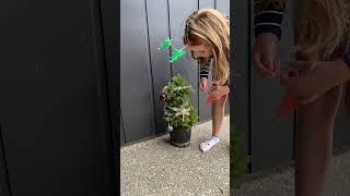 Mini Christmas Trees | The Plant Store