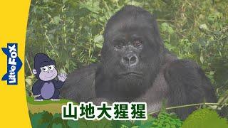 [4K] 认识动物 - 山地大猩猩 ( Meet the Animals - Mountain Gorilla) | 森林 | Animals | Chinese | By Little Fox