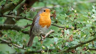 One Hour Relaxing Birdsong: European Robin