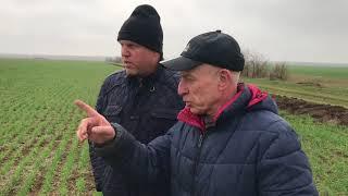 Сорняки | No-till vs Традиционка