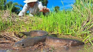 top fishing skills! a smart man catch a lot of fish in field near road by best hand