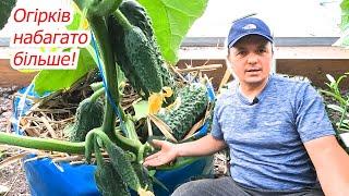 An impressive difference in the yield of cucumbers! Two methods of growing cucumbers in a greenhouse