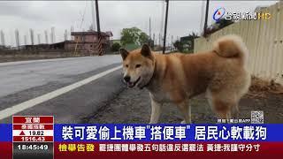 萌翻!柴犬街頭跳上車 騎士被迫載兜風