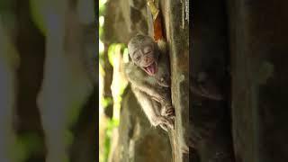 New Abandoned Baby Long tile #babymonkey