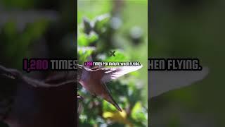 Hummingbirds Nature's Energy Powerhouses! #hummingbirds #hummingbird #facts #wildlife #animal #pets