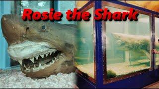 The Perplexing Tale of a Preserved Great White Shark | Rosie the Shark | History in the Dark