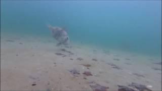 John Dory Feeding, Houhora Harbour, Far North, NZ