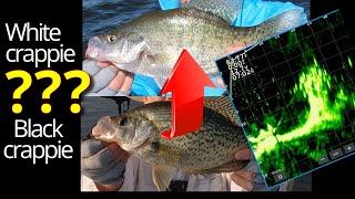 LIVESCOPE CRAPPIE FISHING with JIGs in Brush piles!