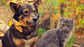 FUNNY DOGS AND CATS, UPBEAT MUSIC, CALMING, SOOTHING AND ENJOYABLE, CUTE PETS FUNNY VIDEOS