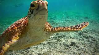 Swimming with turtles  Bali ,Gili Trawangan, Turtle Point (4K)