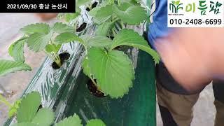 [미듬팜TV] 논산 딸기 정식 후 벌써 1달이 되었습니다. 정식 후 관리 잘 되고 계신가요?  올해도 대박농사를 기원합니다.