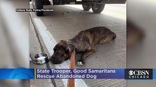 Indiana State Trooper, Good Samaritans Rescue Abandoned Dog On Interstate 65