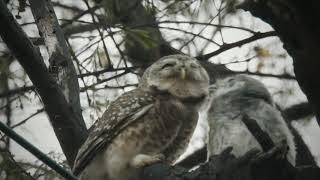 Spotted owlet