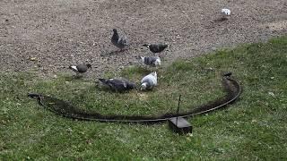 bownet trapping pigeons with remote control