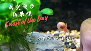 ＜每日一螺＞太空漫步蘋果螺｜Snail of the Day ~ Spacewalking Apple Snail｜Ampullariidae