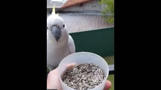 Sulphur-crested cockatoo Natural free Flying #viral #thebluechicken #shortvideo #cutepets #birds