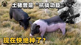 中国98%都是洋猪？土猪可是“国宝级功臣”，为何现在都不养了？