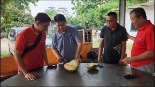 MARK MALAYSIA ,REVIEW DURIAN MONTHONG KEBUN RB CITEKO PUNCAK ,DPL 930