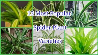 13 Most Popular Spider Plant Varieties