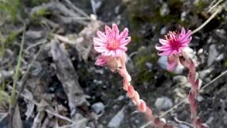 ZeroCinq Wandelboekje Nationaal Parc des Ecrins