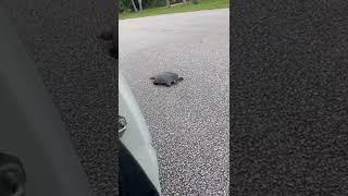 Rude Turtle