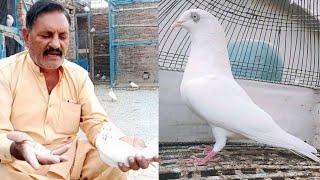 white eyes kabootar | chatri wale kabootar | by Faisalabad pigeon